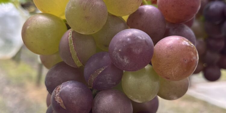 豪雨造成巨峰葡萄災損 縣府9月13日函請中央列入現金救助 豪雨造成巨峰葡萄災損 縣府9月13日函請中央列入現金救助