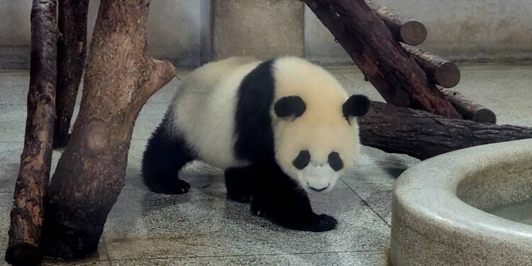 兩岸媒體走進現在西安 棕色大貓熊萌翻全球唯一 兩岸媒體走進現在西安 棕色大貓熊萌翻全球唯一