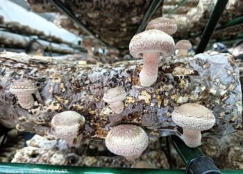 兩岸媒體麗台融合情 探訪浙江慶元香菇產業發展奇蹟