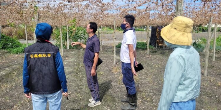 花蓮縣政府爭取農業部公告吉安鄉、壽豐鄉苦瓜為海葵颱風現金救助地區, 受理期10/6至10/16止 花蓮縣政府爭取農業部公告吉安鄉、壽豐鄉苦瓜為海葵颱風現金救助地區, 受理期10/6至10/16止