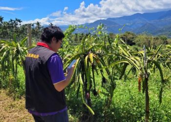 花蓮縣政府爭取農業部公告玉里鎮及富里鄉為辦理落花生等作物海葵颱風現金救助 受理期10/3至10/12止