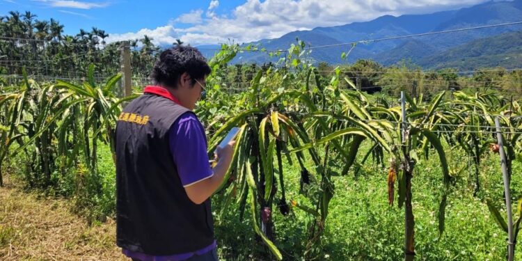 花蓮縣政府爭取農業部公告玉里鎮及富里鄉為辦理落花生等作物海葵颱風現金救助 受理期10/3至10/12止