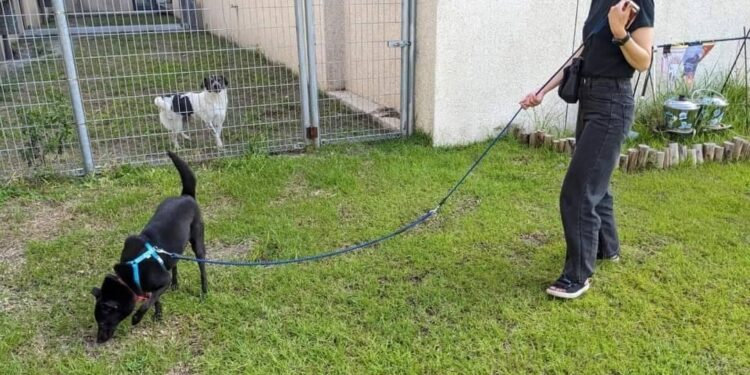 花蓮縣狗貓躍動園區11/1起調整開園時間　認養時段更彈性