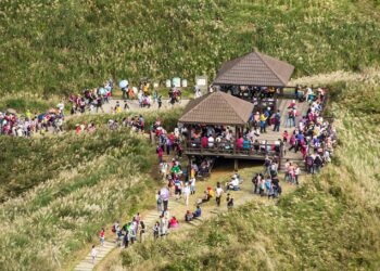 2023草嶺古道芒花季詩意登場  共賞秋日芒花浪漫