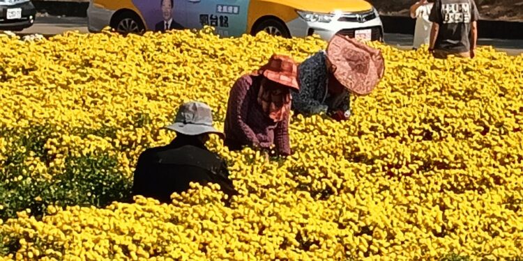 2023銅鑼杭菊芋頭節登場 花海美景、在地美食吸引遊客造訪