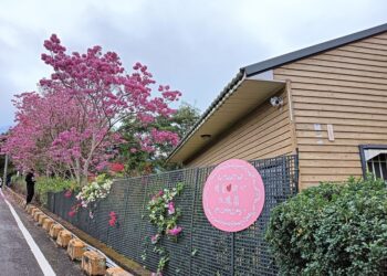 中寮瑰蜜甜心玫瑰園   洋紅風鈴木提前盛開