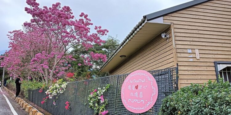 中寮瑰蜜甜心玫瑰園   洋紅風鈴木提前盛開