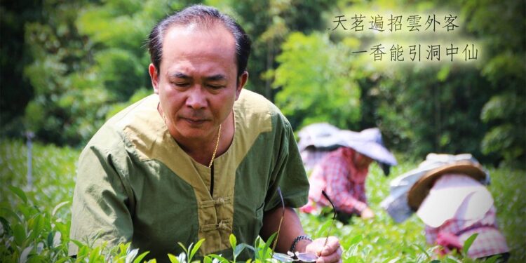 堅持台灣茶 鹿谷茶園第二代經營天一茶園