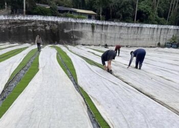 大陸冷氣團來襲 花蓮縣政府請農友加強防寒措施及注意保暖