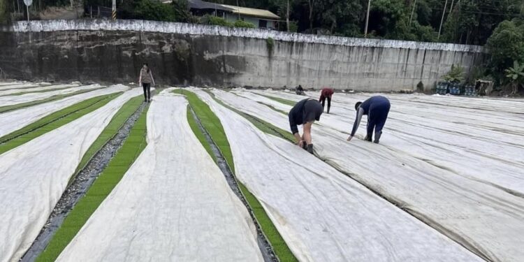 大陸冷氣團來襲 花蓮縣政府請農友加強防寒措施及注意保暖 大陸冷氣團來襲 花蓮縣政府請農友加強防寒措施及注意保暖