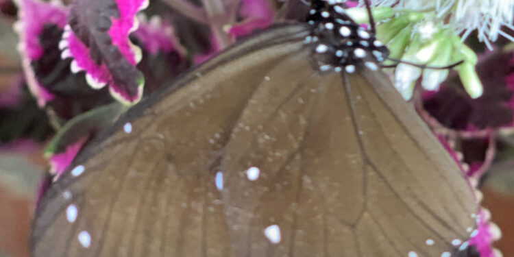 白河萬里長城昆蟲生態之美吸引遊客造訪