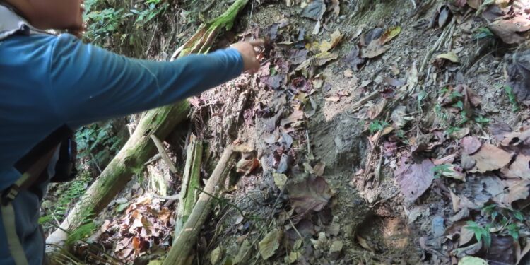 縣府定期搜查清除捕獸鋏  山豬吊 提醒民眾勿以身試法