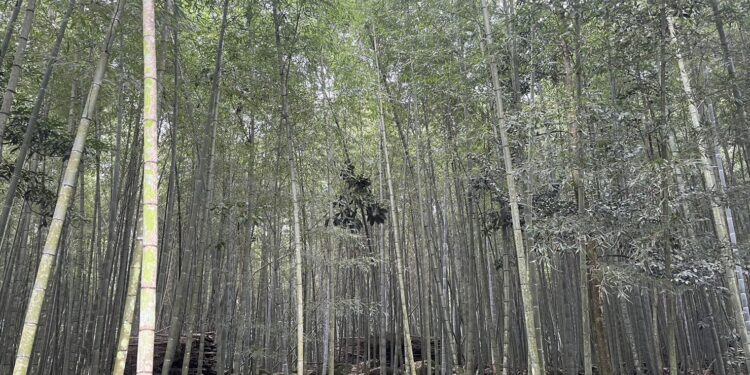 縣府積極尋求企業資源支持竹林經營