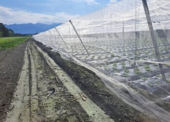 寒流21日來襲 花蓮縣政府請農友加強防寒措施及注意保暖