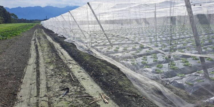 寒流21日來襲 花蓮縣政府請農友加強防寒措施及注意保暖