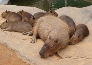 桃竹苗鄉親遊子快回家 春節入住每人兩千有找 關西六福莊寒假Fun鬆遊 快來看超萌新生動物寶寶