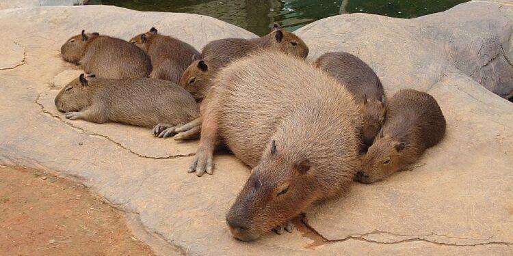 桃竹苗鄉親遊子快回家 春節入住每人兩千有找 關西六福莊寒假Fun鬆遊 快來看超萌新生動物寶寶