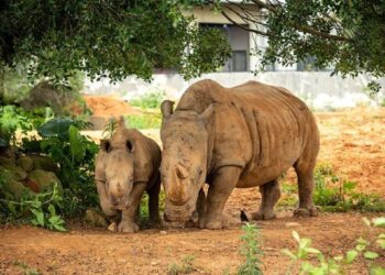 2024全新四年一遇229好運全開  關西六福莊加一元即可全家輕鬆入住