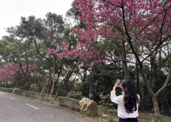 2024動物新成員兔豚鼠呆萌登場  關西六福莊3月迎接女神降臨  獻上最美出遊攻略