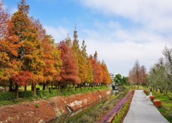 成美文化園落羽松正紅 彰化走春門票買一送一