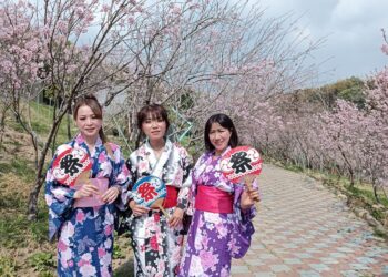 新社櫻花鳥森林上千多株香水櫻盛開  有小火車、日式和服等體驗