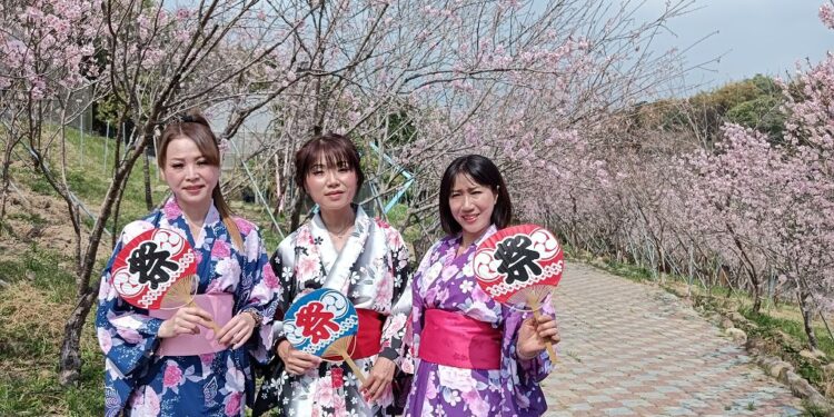 新社櫻花鳥森林上千多株香水櫻盛開 有小火車、日式和服等體驗 新社櫻花鳥森林上千多株香水櫻盛開 有小火車、日式和服等體驗
