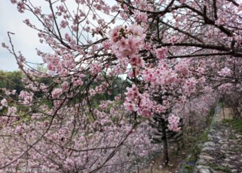 浪漫香水櫻花祭盛開 賞櫻之最盡在櫻花鳥森林