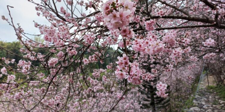 浪漫香水櫻花祭盛開 賞櫻之最盡在櫻花鳥森林 浪漫香水櫻花祭盛開 賞櫻之最盡在櫻花鳥森林