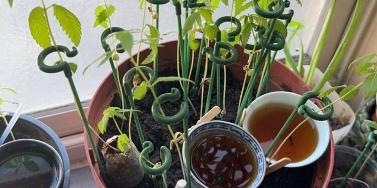 異想天開利用碳酸飲料栽種大麻 中市警強力掃蕩破獲大麻工廠 異想天開利用碳酸飲料栽種大麻 中市警強力掃蕩破獲大麻工廠