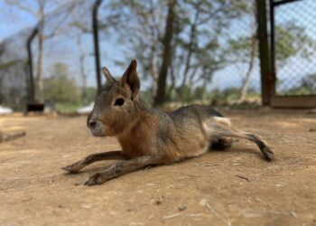 小資族必收  關西六福莊只要一人加一元 任選多種動物體驗