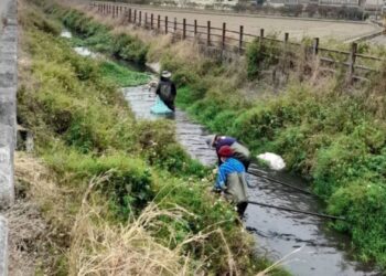 確保排水暢通  巡查清除布袋蓮 防患未然