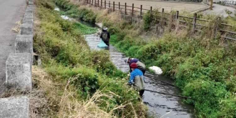 確保排水暢通 巡查清除布袋蓮 防患未然 確保排水暢通 巡查清除布袋蓮 防患未然