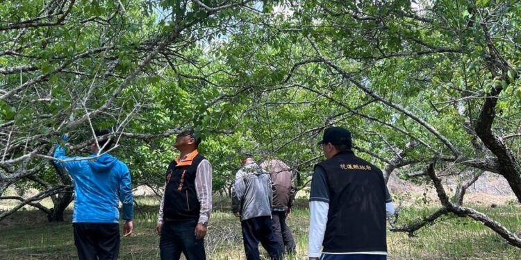 花蓮縣政府組勘災小組現勘富里鄉梅子 爭取現金救助 花蓮縣政府組勘災小組現勘富里鄉梅子 爭取現金救助