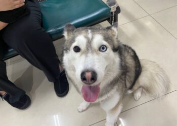 迷途哈士奇萌照曝光 中警助Oreo與飼主重逢