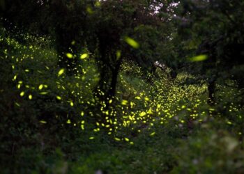 2024楠西梅嶺賞螢季4/27登場  順道熱點台灣白河萬里長城