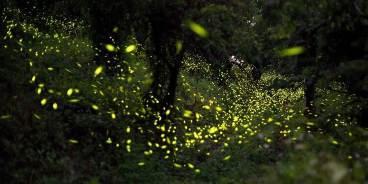 2024楠西梅嶺賞螢季4/27登場  順道熱點台灣白河萬里長城