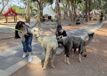 兒童節連假就來嘉 咩咩上樹萌寵樂翻天