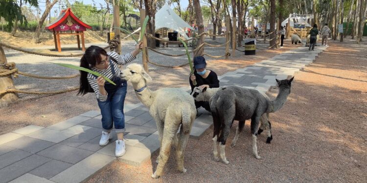 兒童節連假就來嘉 咩咩上樹萌寵樂翻天 兒童節連假就來嘉 咩咩上樹萌寵樂翻天
