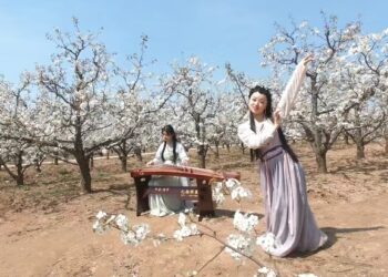 河南惠安街道何寨村 脫貧奔小康到梨子產業興盛