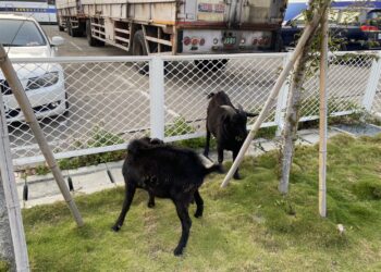 臺中鬧區驚見黑山羊  出動警方合力圍捕