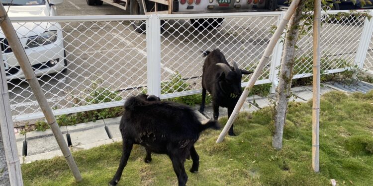 臺中鬧區驚見黑山羊 出動警方合力圍捕 臺中鬧區驚見黑山羊 出動警方合力圍捕