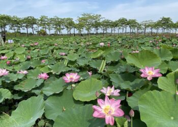 蓮泥共好･荷勒仲夏   2024白河蓮花季 即將熱鬧登場
