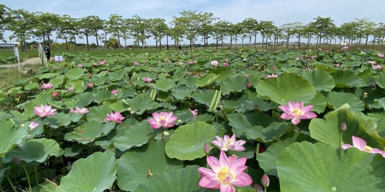 蓮泥共好・荷勒仲夏 2024白河蓮花季 即將熱鬧登場 蓮泥共好・荷勒仲夏 2024白河蓮花季 即將熱鬧登場