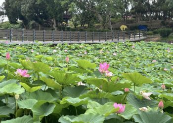 2024白河蓮花季   欣賞盛夏蓮花風情