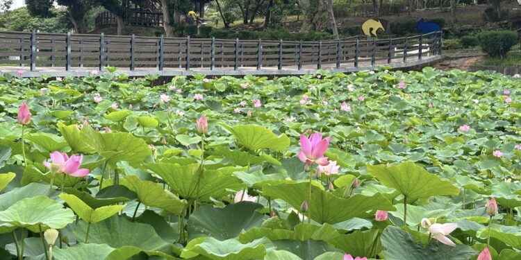 2024白河蓮花季 欣賞盛夏蓮花風情 2024白河蓮花季 欣賞盛夏蓮花風情
