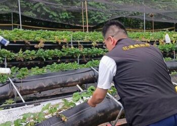 花蓮縣政府爭取農業部公告新城鄉草莓為辦理113年0403地震現金救助地區 受理期5/1至5/10止