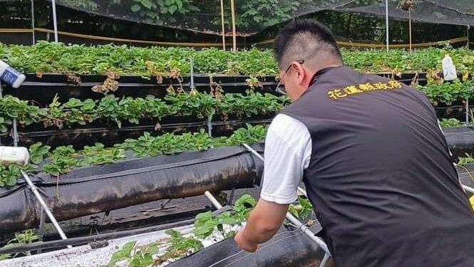 花蓮縣政府爭取農業部公告新城鄉草莓為辦理113年0403地震現金救助地區 受理期5/1至5/10止 花蓮縣政府爭取農業部公告新城鄉草莓為辦理113年0403地震現金救助地區 受理期5/1至5/10止