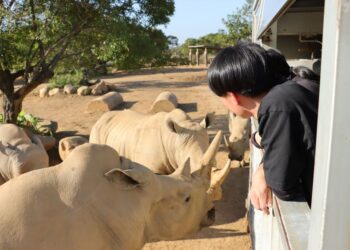 關西六福莊超夯主題房 與動物明星狂歡慶端午 全台唯一結合探索非洲及動物體驗生態度假