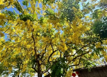 黃金雨季節 白河大山宮阿勃勒綻放搭竹管屋更美
