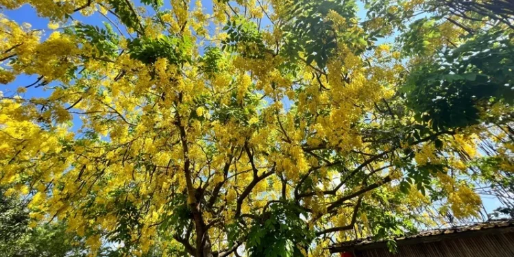 黃金雨季節 白河大山宮阿勃勒綻放搭竹管屋更美 黃金雨季節 白河大山宮阿勃勒綻放搭竹管屋更美